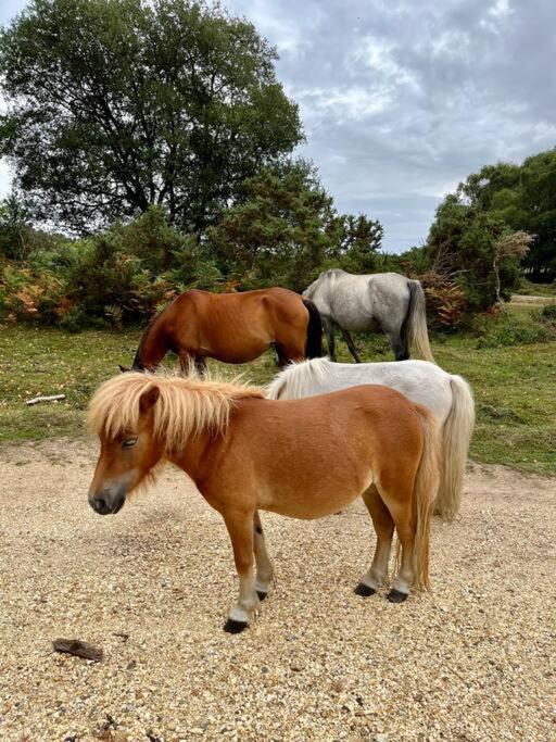Beach Home With Garden, Close To New Forest 伯恩茅斯 外观 照片